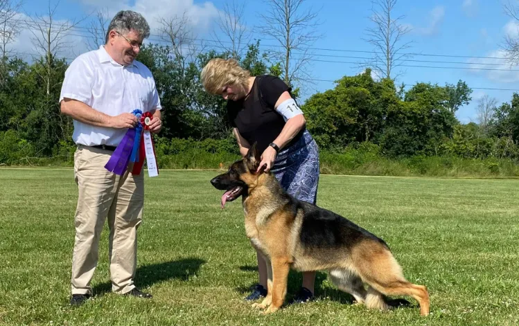 A black and tan saddle American Showline German Shepherd standing for a pose with his owners