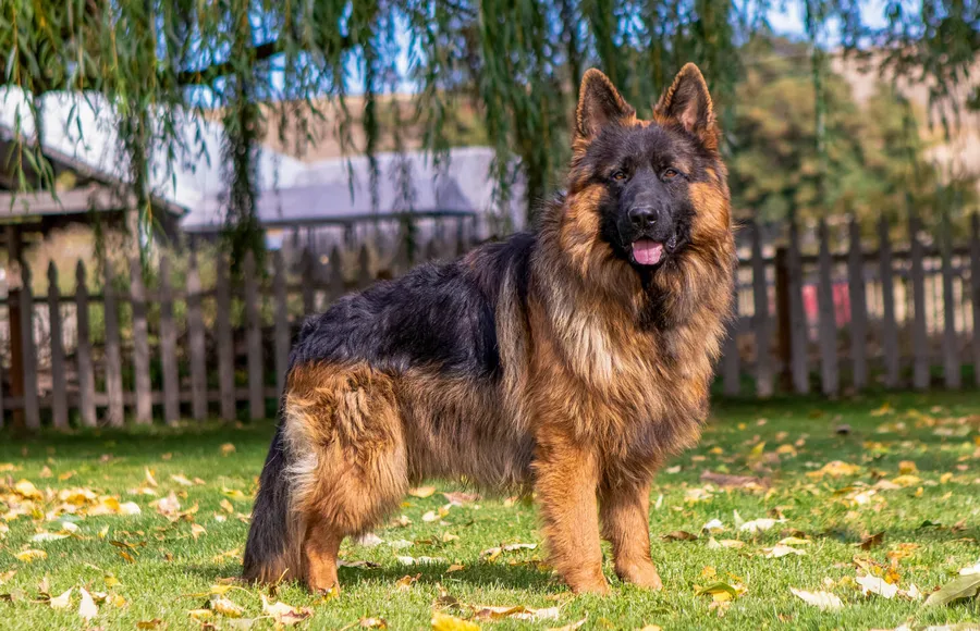 A heavy bone black and red saddle long coat West Showline German Shepherd