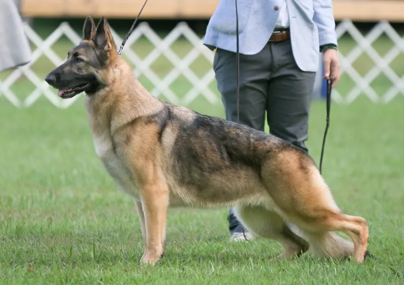 A light sable American Showline German Shepherd standing for a pose on the grass with his trainer