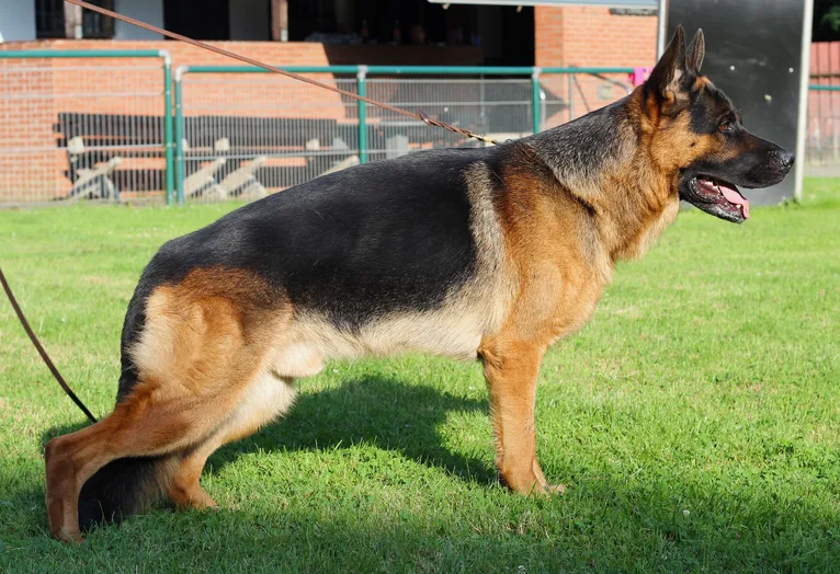 A stock coat black and tan saddle West/European showline German Shepherd standing on the grass in a sunny day.