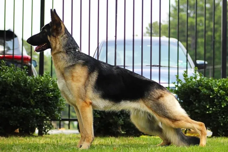 A young black and tan saddle showline German Shepherd standing for a pose.