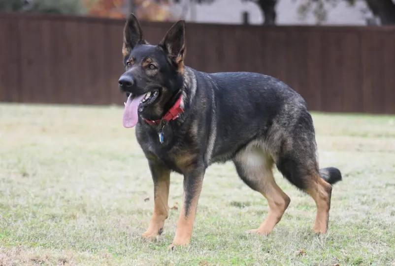 Black Mahogany Sable East Working Line German Shepherd