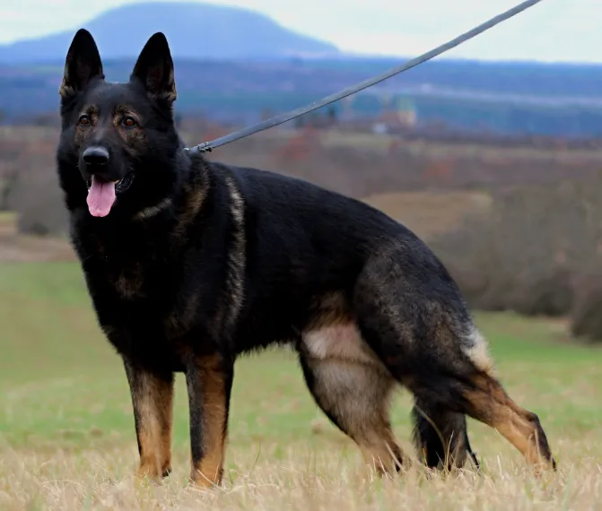 A Giant Heavy Bone Black and Tan Blanket Czech Working Line German Shepherd Standing on the Grass.