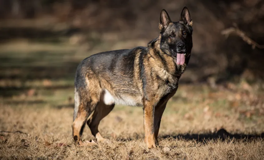 A Black Sable West Working Line German Shepherd