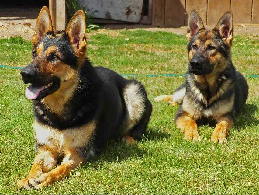 Black and Tan Reverse Mask original East Working Line German Shepherds sitting on the grass.