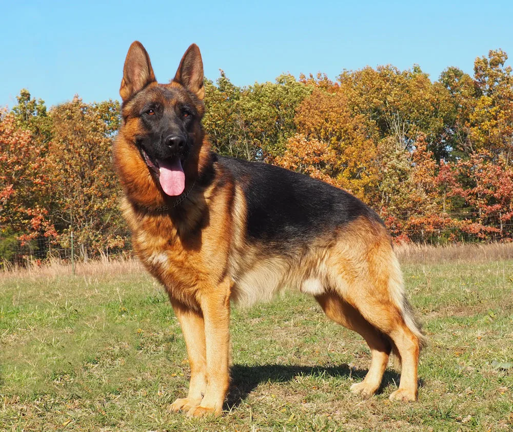 A plush(medium) coat black and tan saddle, West showline German Shepherd standing on the grass on a bright sunny day.