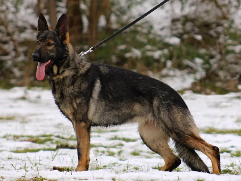 A Young Sable Czech Working Line German Shepherd Standing on the Snow.