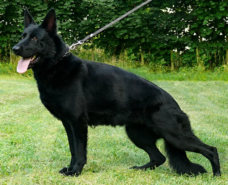 A Solid Black Stock Coat Czech Working Line German Shepherd Standing for a Pose on the Grass.