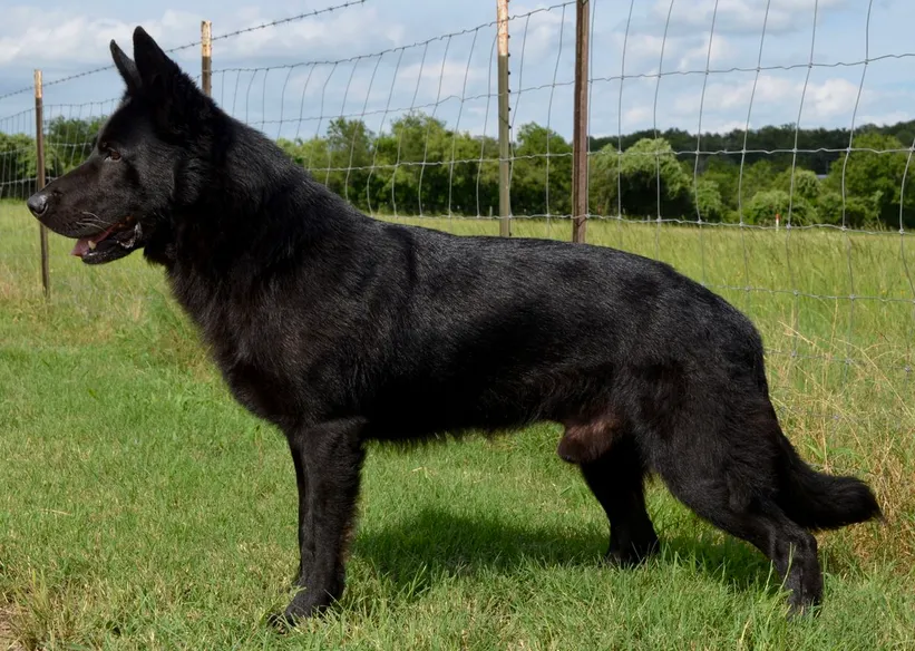 Solid Black East Working Line German Shepherd