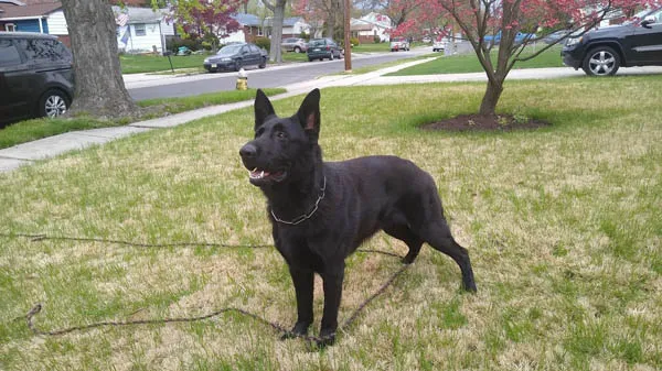 A solid black stock coat West Working Line German Shepherd looking at his owner(not visible).