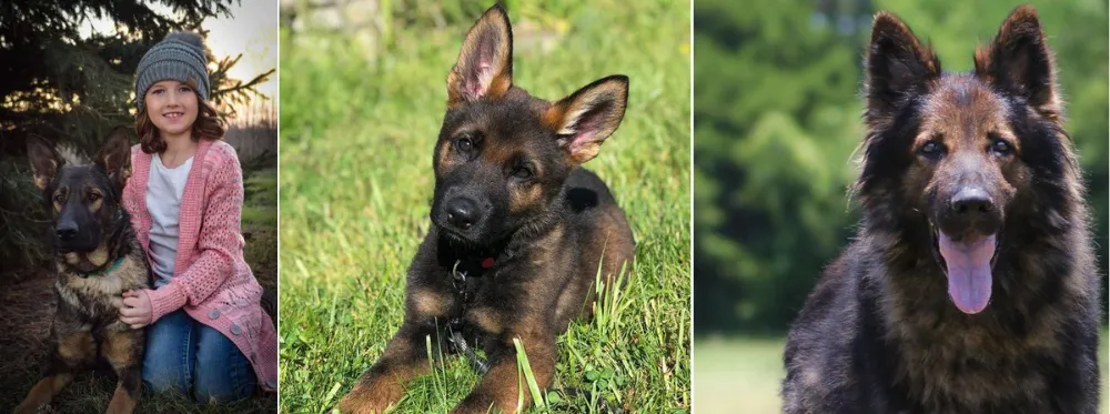 Debut Shepherds is a family-owned Working Line German Shepherds breeder in Texas