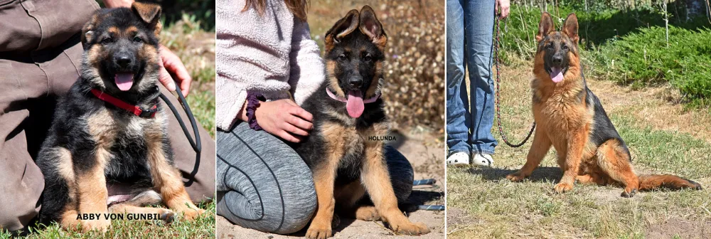 Gunbil German Shepherds is a family-owned top-class licensed breeder of both showline(family protection dogs) and working line German Shepherds. Located in Larkspur, Colorado, United States