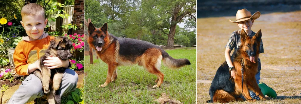 Heritage Hills Ranch is a family-owned business in Texas, that specializes in raising beautiful world-class Sieger V/VA, AKC Registered, OFA stamp Certified, health guaranteed West Show Line German Shepherds