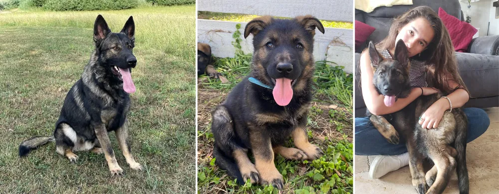 K-9 Specialists are one of the finest well-reputed experienced Czech Line German Shepherd breeders and trainers in Florida