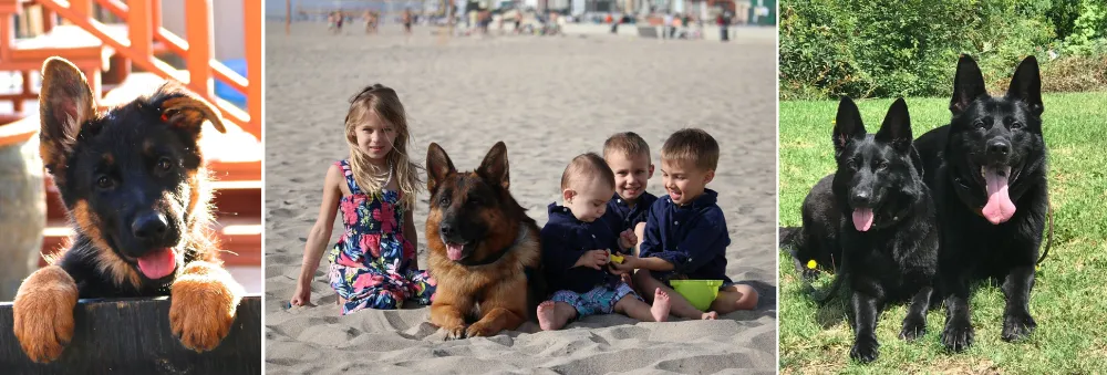 Kempkes Executive K9s is located in Agua Dulce, California, United States. It is globally recognized as one of the best German Shepherd breeders and trainers, having experience of over 30 years. 