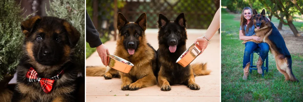 Nadelhaus German Shepherds are experienced reputable breeders in North California working since 1996.