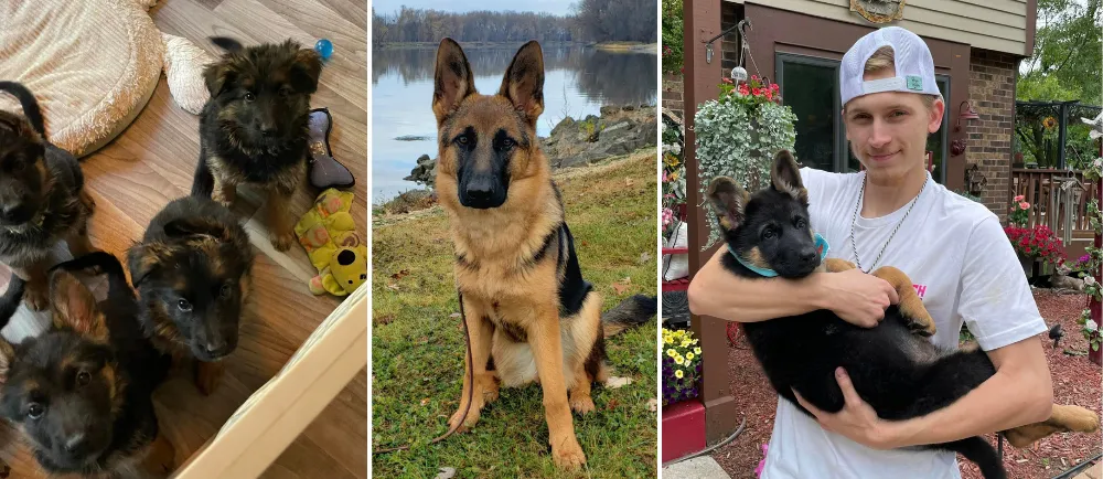 Roche's German Shepherds is a family-owned West German Shepherd Line breeder in Wisconsin, US