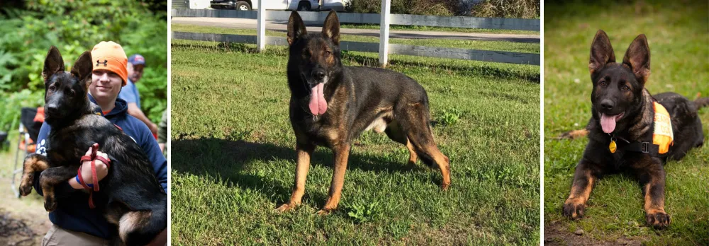 VOM Banach K9 is one of the leading working-line German Shepherd breeders, located in Washington state. It offers puppies of DDR East Working Line, Czech Working Line, and West Working Line German Shepherds.