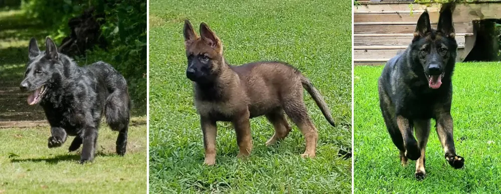 Vom Davis German Shepherds is a North Carolina based, small family-owned breeder of top-quality Working Line German Shepherds imported from the Czech Republic, Belgium, the Netherlands, and Slovakia.