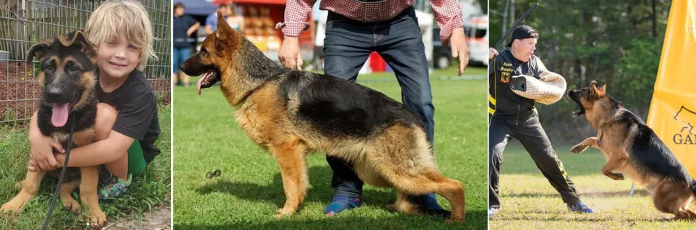 Von Der Otto is one of the elite, experienced reputable breeders of champion West Show Line German Shepherds in Texas, United States.