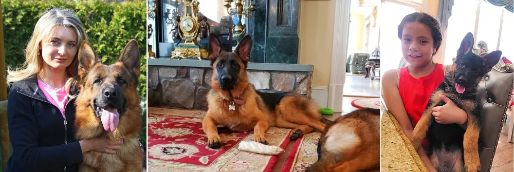 Von Haus Wisenbaker is a family-owned licensed, insured, experienced, and responsible world-class Show Line German Shepherd breeder in Virginia. 