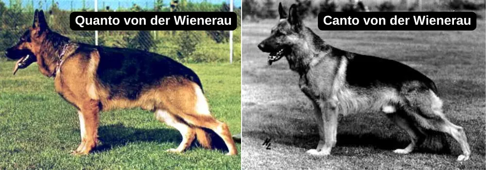 Quanto von der Wienerau and Canto von der Wienerau one of the pillars of modern German Shepherds created by Walter Martin. 