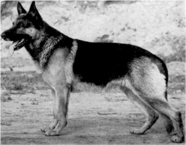 The "VA1 Alf vom Nordfelsen SCHH3", father of female German Shepherd "Berta Vom Lorscher Sand"