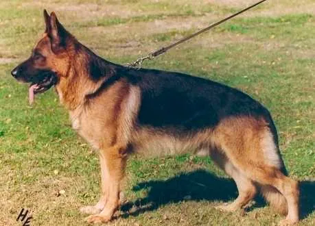 A Picture of VA1 Zamb von der Wienerau in a dog show. One of the perfect dogs bred by Walter Martin.