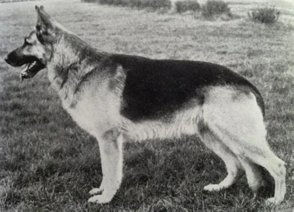 Walter martin bred Dixie with a dog "VA2 Jalk vom Fohlenbrunnen". Out of Dixie and "VA2 Jalk vom Fohlenbrunnen" came the L-litter, Luno(male), Lido(male), Landa(female) and Liane(female).