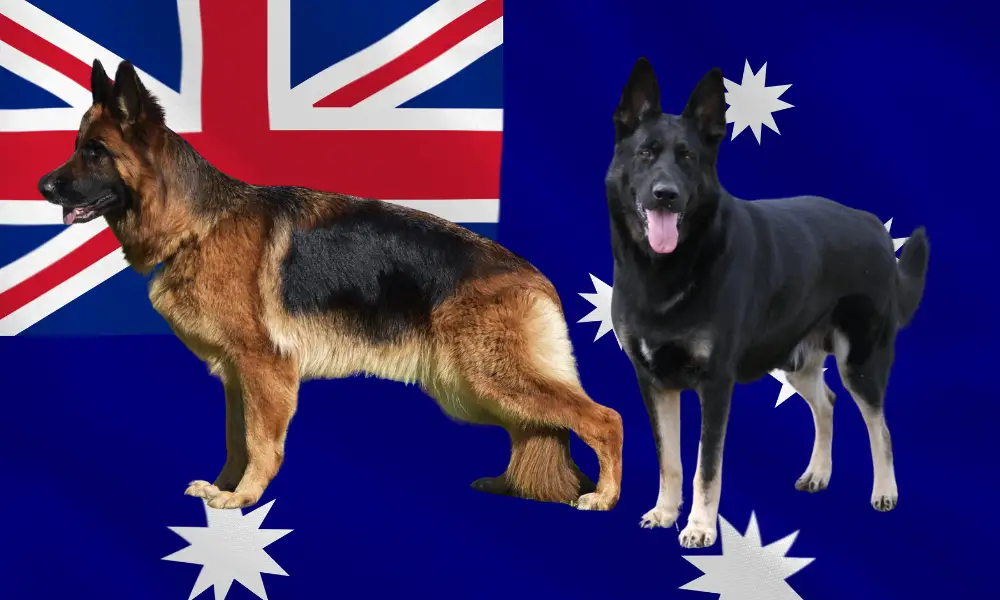 10+ Top German Shepherd Breeders in Australia