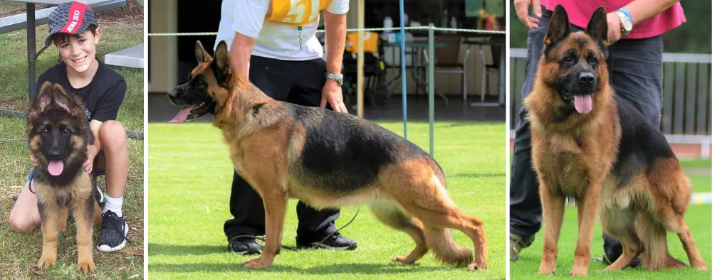 Alderhaus German Shepherds Showline German Shepherd Breeders, Western Australia Perth