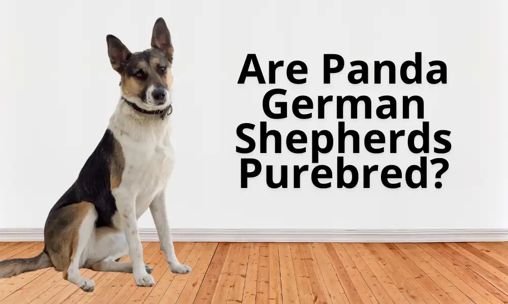 Are Panda German Shepherds Purebred?