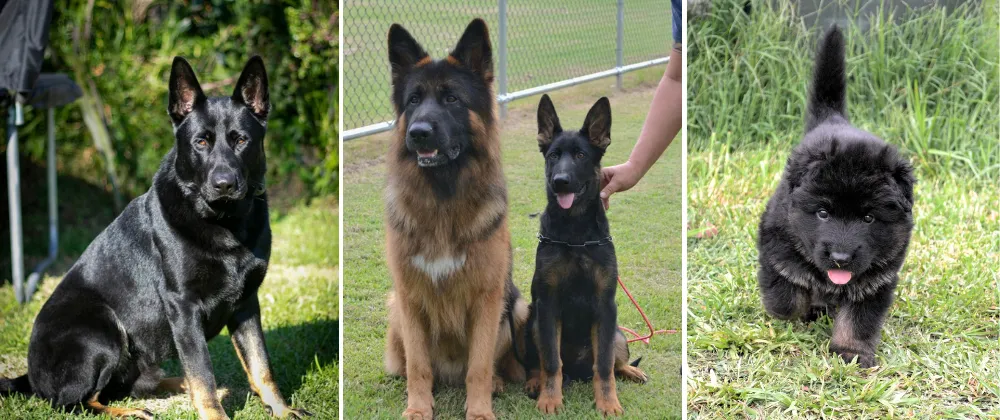 Brashawin Kennels German Shepherd Breeders of Working Lines in Mid-North Coast region of New South Wales, Australia