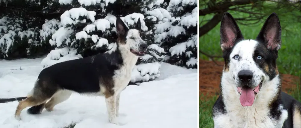 The first Panda German Shepherd "Lewcinka's Franka von Phenom", a black/tan/white colored female puppy, born in 04 October 2000