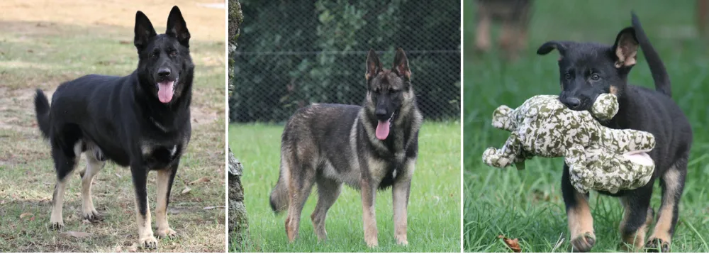 German Shepherd World family-owned breeder of the original, large, strong bone, old-style straight-back, companion German Shepherd dogs 