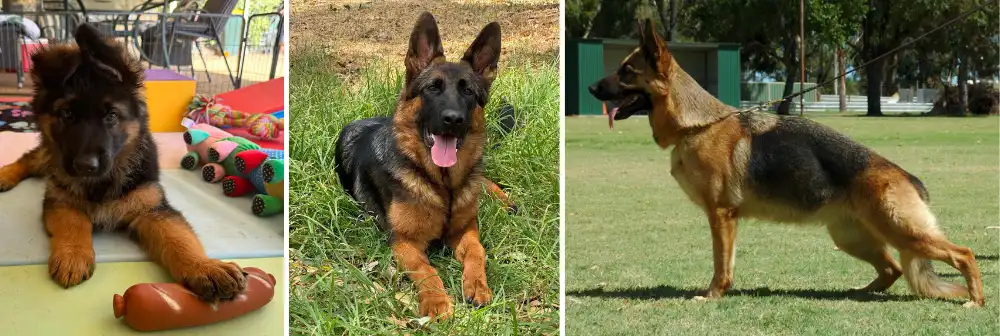 Grandwest Kennels is a small kennel located in Bullsbrook, Northern Suburb of Perth, Western Australia. It Breeds showline German Shepherds