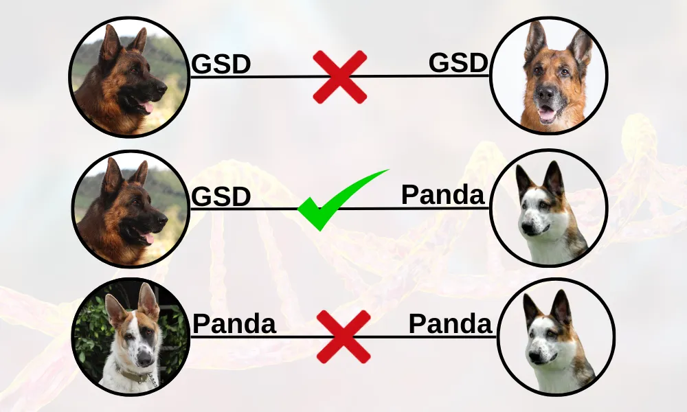 How to Create a Panda German Shepherd. Breeding of German Shepherd with Panda German Shepherd are expected to create the Panda German Shepherds. They will transmit the Panda variant to 50% of their offspring. 