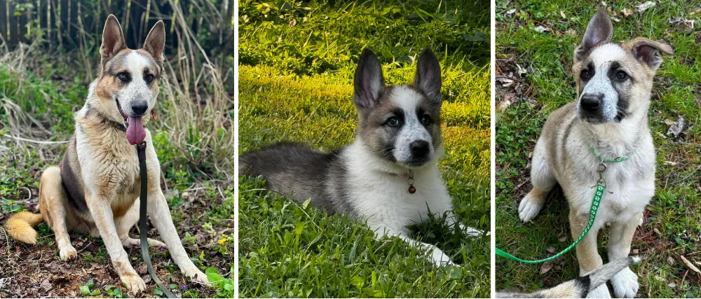 K9 Pines, Panda German Shepherds, Western North Carolina Blue Ridge Mountains, United States