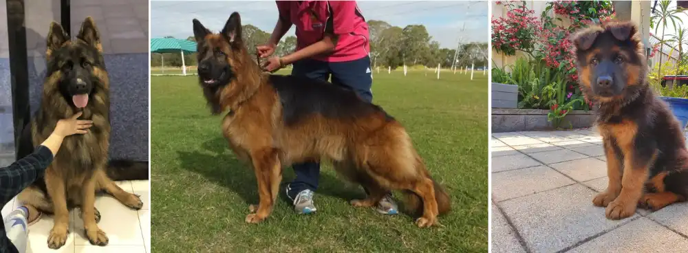 Kingvale German Shepherds, Showline German Shepherd Breeder, Located in  Balmoral NSW, Australia.