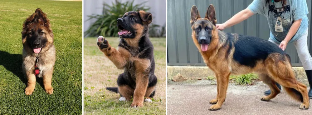 10+ Top German Shepherd Breeders in Australia - Selfless Beings