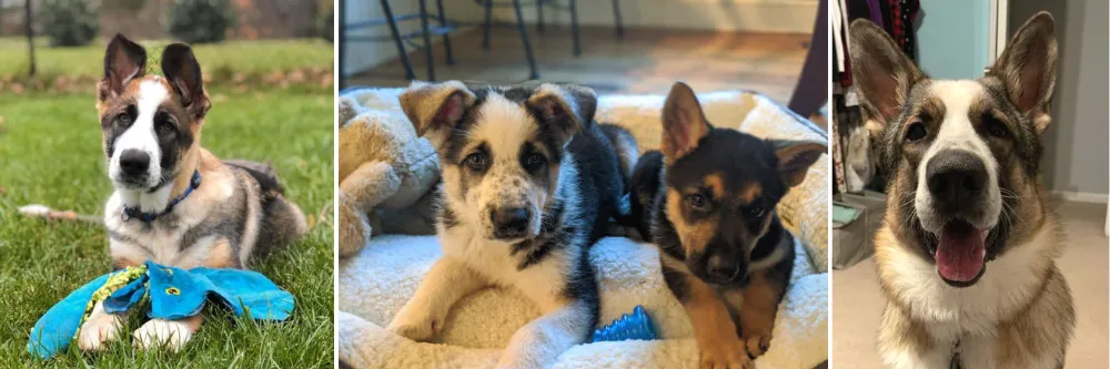 Mintern's Panda German Shepherds,  Burgaw, North Carolina, United States