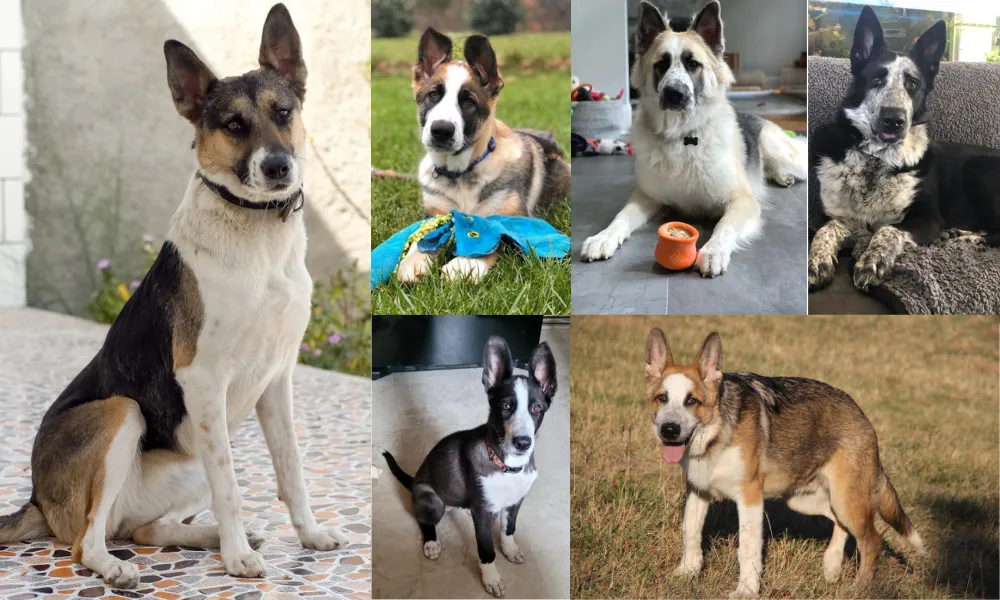 Panda German Shepherds in different color combinations and coats.