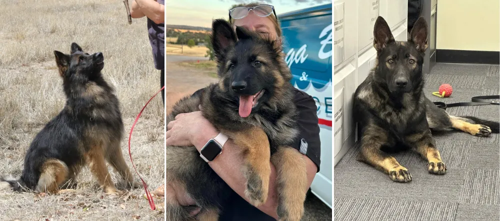 Pantathean GSD is an exceptional ANKC Registered professional breeder of massively built working line German Shepherds located in Old Junee, New South Wales, Australia.