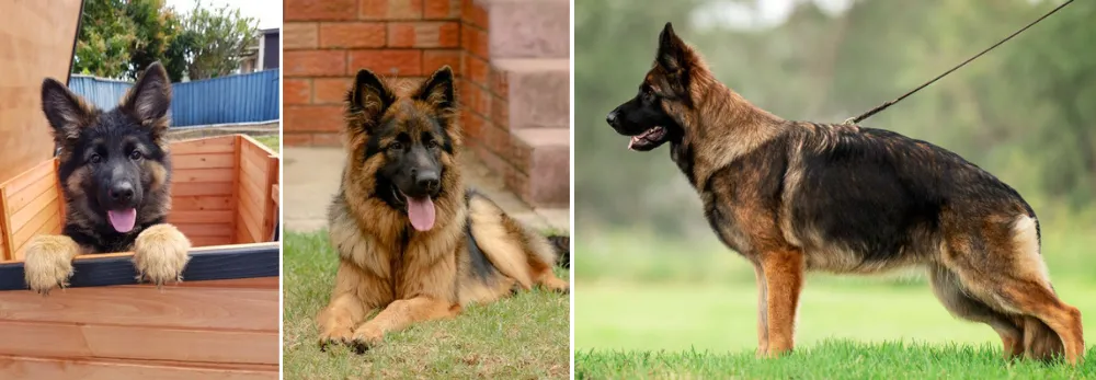 Siobahn Kennels long stock coat 
 German Shepherds Hawkesbury Valley, NSW Australia