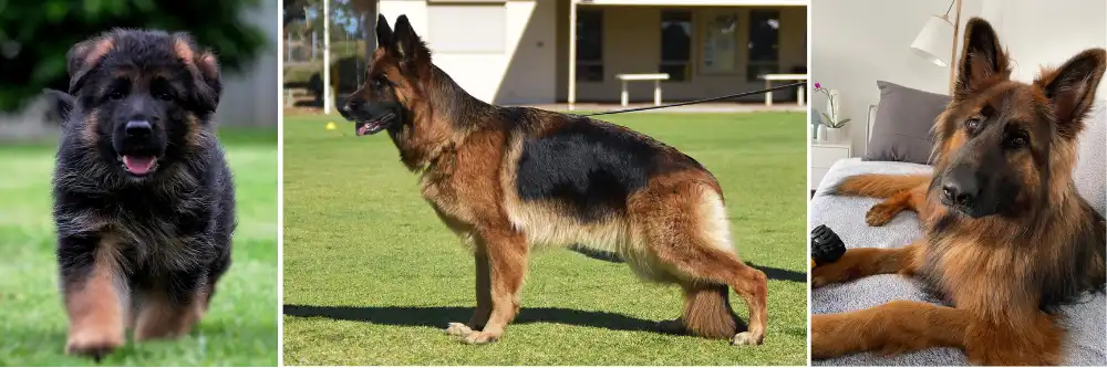 Vladimir German Shepherds Southern, Highlands of New South Wales, Australia. Breed top-quality showline(short coat and long coat) German Shepherds