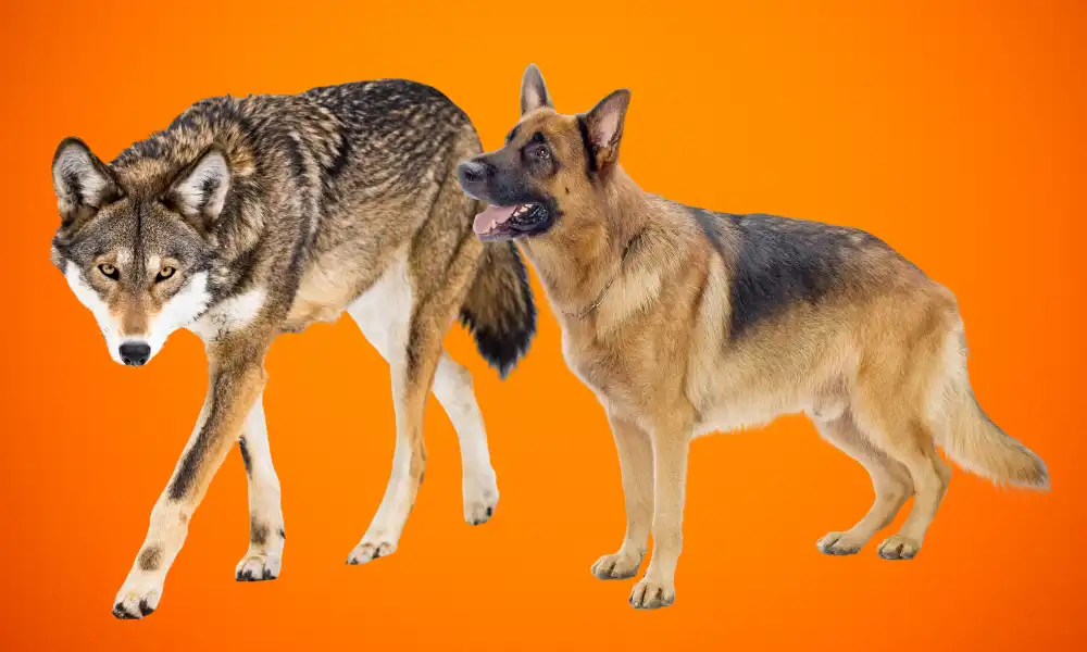 Are German Shepherds Descendants of Wolves?