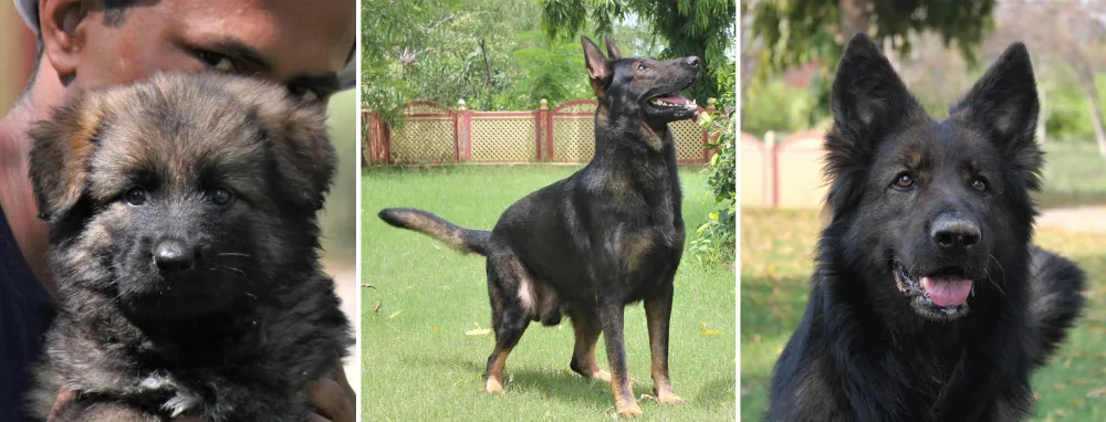 Baadshah Kennels, located in Jaipur, Rajasthan, India. Breeders of West Working Line, East Working Line, and Czech Working Line German Shepherds.
