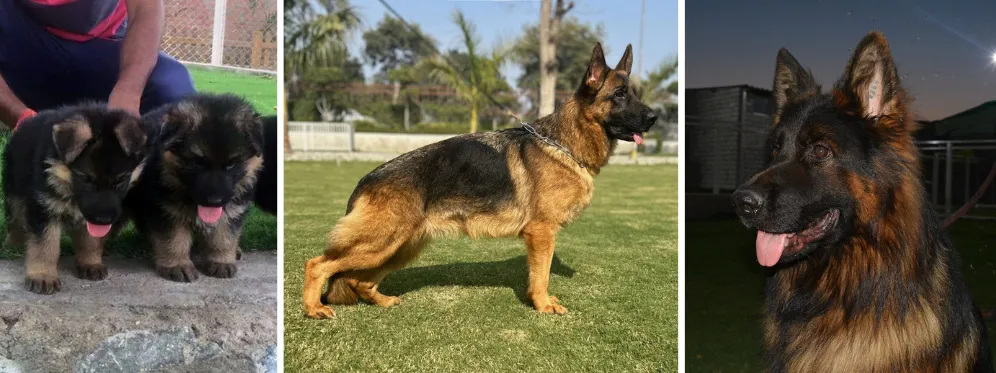 Deckburg Kennel German Shepherd Breeder in India.