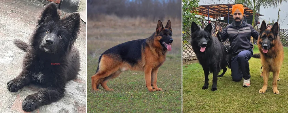 Engineers Kennel, located in the Kurukshetra, Haryana, India. It is renowned for producing some of the finest imported champion showline German Shepherds.