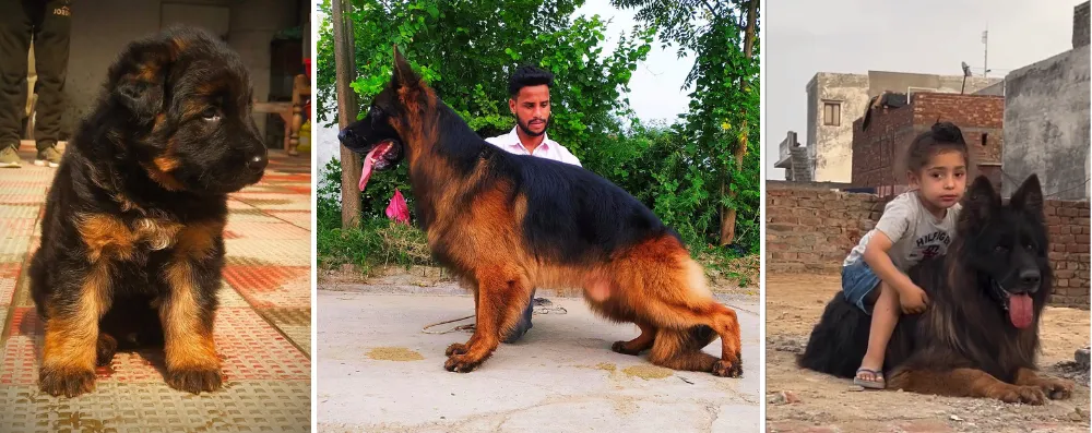 Ghanghas Kennel German Shepherd Breeder in India